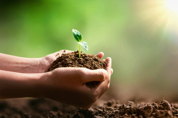 istock hand holding small tree for planting and sunshine. eco concept 1083556974