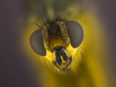 Macro image of a blue dasher dragonfly. Also known as a swift longwinged skimmer.
