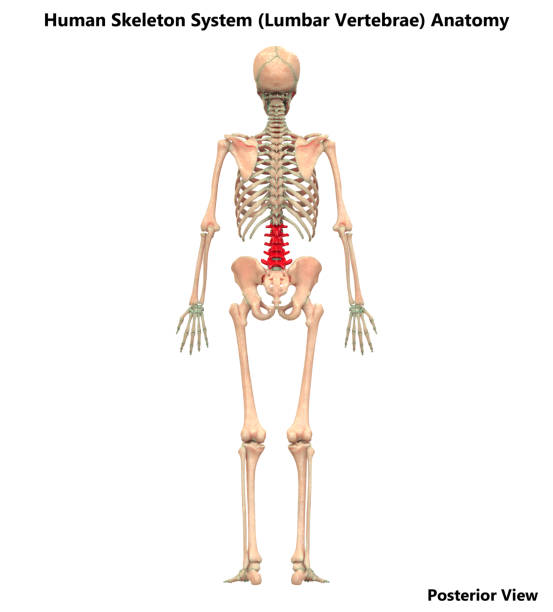 istock Human Skeleton System Vertebral Column Lumbar Vertebrae Posterior View Anatomy 1083560300