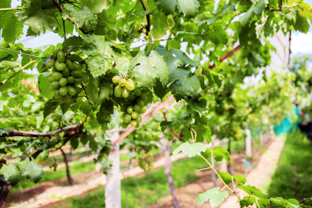 istock Green grapes in farm. 1083562214