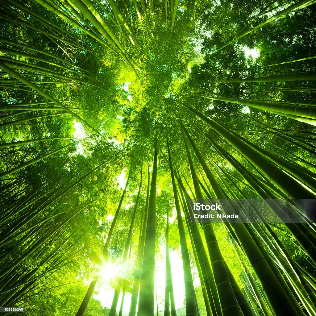 Bosque de bambúes asiáticos - Foto de stock de Bosque libre de derechos