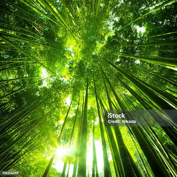 Bosque De Bambúes Asiáticos Foto de stock y más banco de imágenes de Bosque - Bosque, Crecimiento, Abundancia