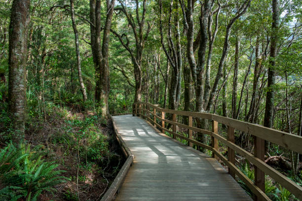 istock Pedestrian wooden path to Milford Sound 1083562514
