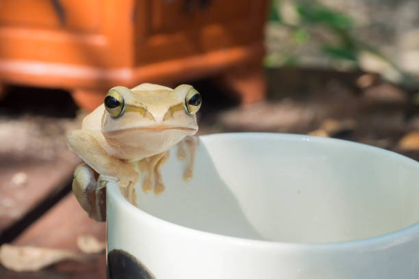 istock In front of white tree frog on a white cup. 1083565676