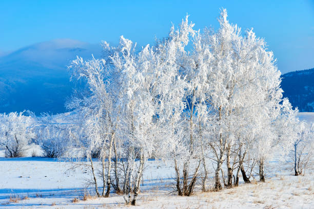 istock Birch tree covered by hoarfrost on blue sky background. 1083572846