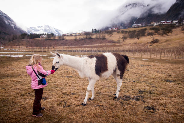 istock Girl feeding llamas in Norway 1083572912