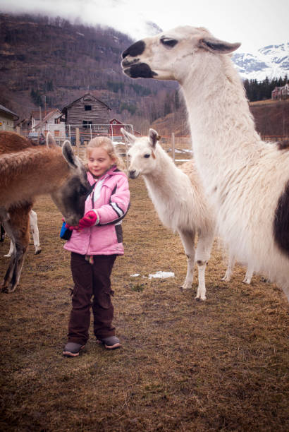 istock Girl feeding llamas in Norway 1083572938