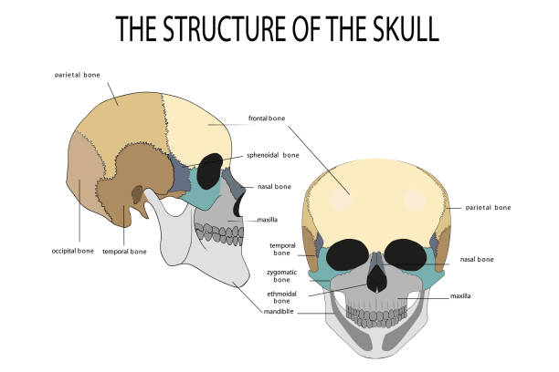 anatomie des menschlichen schädels - augenhöhle stock-grafiken, -clipart, -cartoons und -symbole