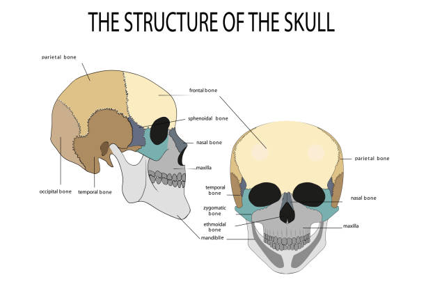 ilustrações, clipart, desenhos animados e ícones de anatomia do crânio humano - caveira osso