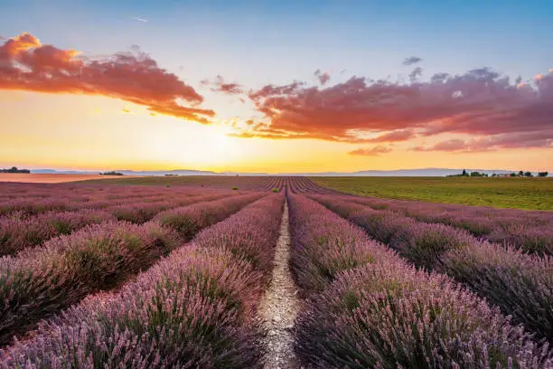 Photo of Blooming Lavender Valensole Sunset France