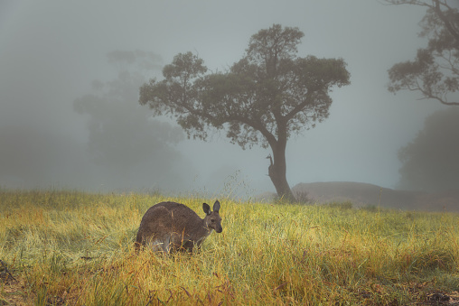 Australian countryside landscape foggy day with kangaroo in Adelaide Hills with trees in background
