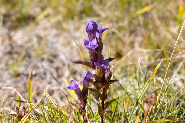 istock Gentianella campestris, Norway 1083574702
