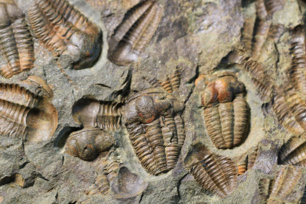 texture fossiles de trilobites - trilobite photos et images de collection