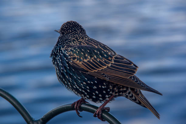 istock Close up side view of Common starling (Sturnus vulgaris). 1083577050