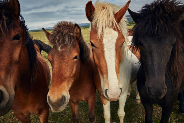 istock Icelandic horses pasturing on a meadow. Close up 1083583802