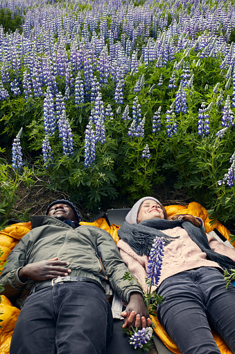 Icelandic summer with blooming lupines. Multi ethnic couple hugging and enjoying nature