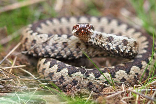 istock colorful male crossed adder looking at the camera 1083586566