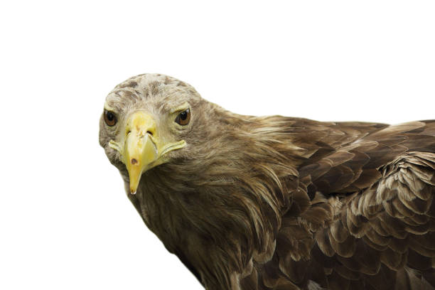 istock close up of white tailed eagle isolated over white background 1083586782