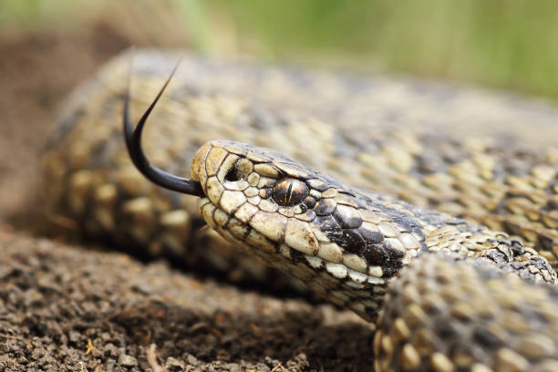 istock macro portrait of hungarian meadow adder 1083587812