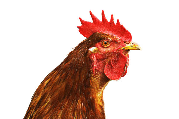 istock isolated brown rooster portrait 1083587978