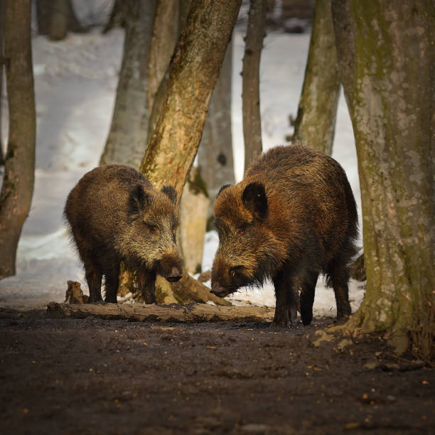 겨울 시즌에 두 멧돼지 - domestic pig animals in the wild wild boar hunting 뉴스 사진 이미지