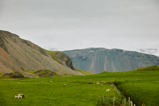 Bright green meadow and mountains