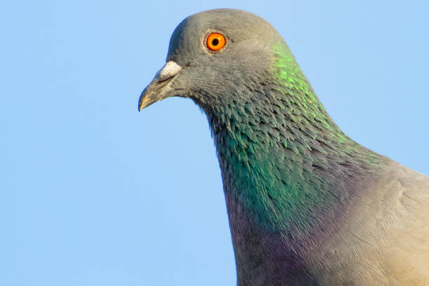istock Rock Dove close-up 1083592856