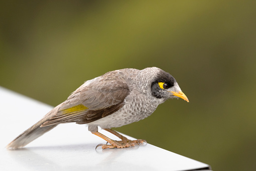 A closeup detailed shot of a noisy miner with crumbs on it's beak