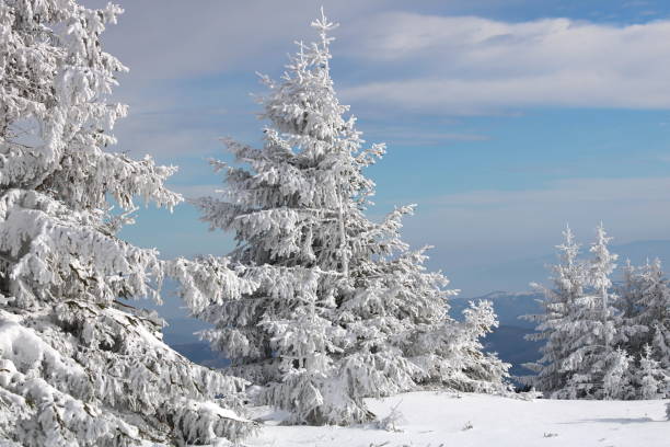 istock Winter Landscape with Snow and Trees 1083593414