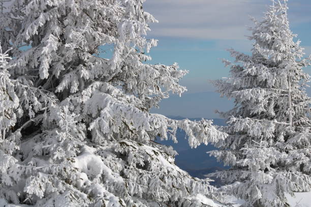 istock Winter Landscape with Snow and Trees 1083594584