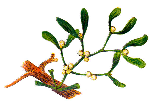 ilustrações de stock, clip art, desenhos animados e ícones de viscum album commonly known as european mistletoe, common mistletoe or simply as mistletoe - european mistletoe