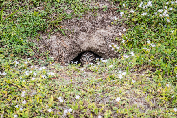 A Burrowing Owl in Cape Coral, Florida A long legged owl peeking outside its pit at Manatee Park burrowing owl stock pictures, royalty-free photos & images
