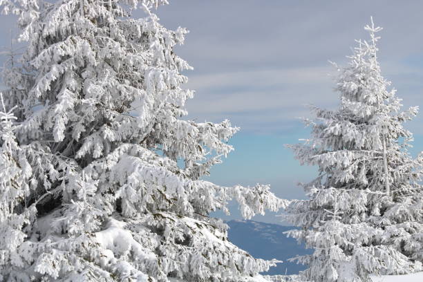 istock Winter Landscape with Snow and Trees 1083603730