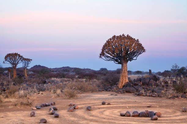 kołczan drzewo las na niebiesko-różowy zmierzch niebo tło i magiczne kamienne kręgi, fantastyczny afrykański krajobraz w keetmanshoop, namibia - keetmanshoop zdjęcia i obrazy z banku zdjęć