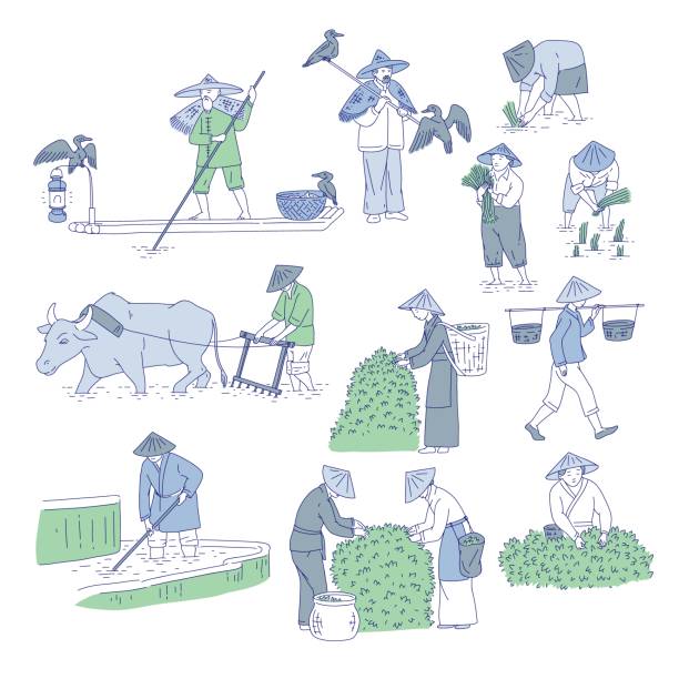 ilustrações, clipart, desenhos animados e ícones de chinesa dos agricultores e pescadores em trajes tradicionais. vector linha arte definir pessoas planta arroz, chá de crescer e ir pescar. símbolos da cultura agrícola asiática. - tea crop farmer tea leaves plantation