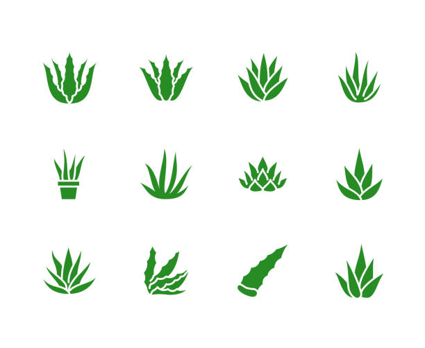 aloe vera flach glyphe symbole. saftig, tropische pflanze-vektor-illustrationen, zeichen für bio-lebensmittel, kosmetik. solide silhouette pixel perfekt 64 x 64 - aloe stock-grafiken, -clipart, -cartoons und -symbole