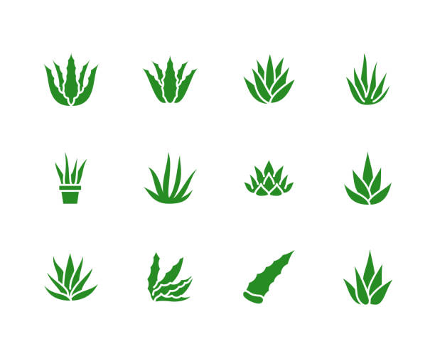 ilustraciones, imágenes clip art, dibujos animados e iconos de stock de iconos de glifo plana de aloe vera. ilustraciones de vectores de plantas suculentas, tropical, muestras de alimentos ecológicos, cosmética. pixel del macizo de la silueta perfecta de 64 x 64 - áloe