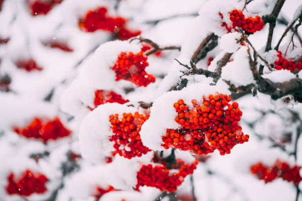 istock Rowans Red Berries Covered Winter Snow. 1083613944