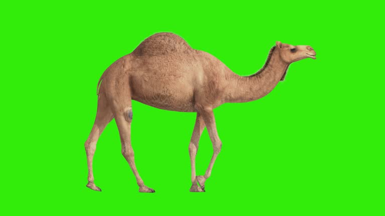 CG camel cyclical walking on green screen