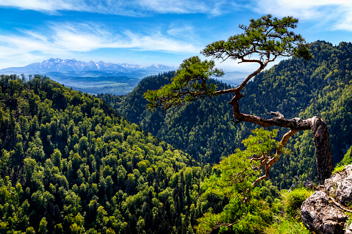Summer view from the top of the Sokolica in the Pieniny mountains to the river Dunajec gorge and the Tatras, Poland