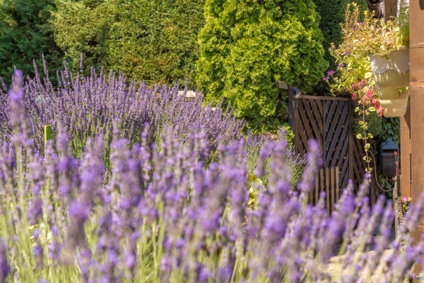 istock Fantastically beautiful garden with lavender and hanging flowers 1083614826