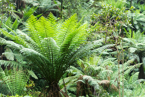 A photo of fern trees in Australian bush, Victoria, Australia.