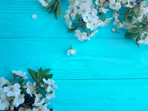 istock Blooming branch of cherry on a blue wooden background, frame 1083620144