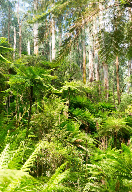 istock Fern trees in Australian bush 1083620612