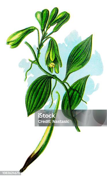 Vanilla Planifolia Flatleaved Vanilla Tahitian Vanilla And West Indian Vanilla Vanilla Stock Illustration - Download Image Now