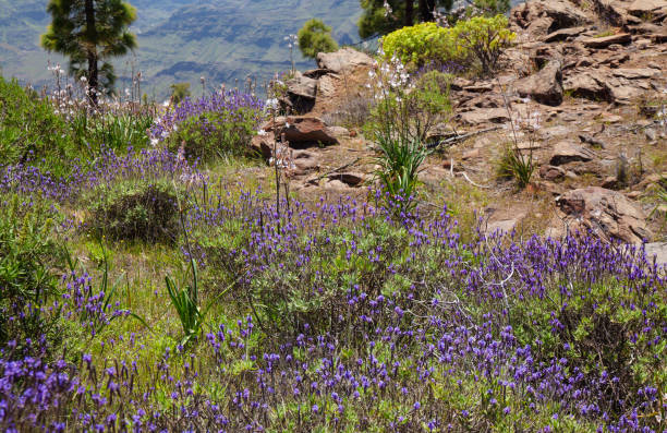 istock Gran Canaria, March -   Integral Nature Reserve Inagua 1083625062