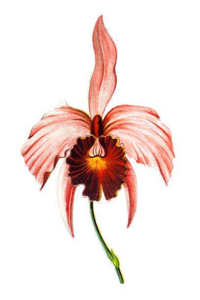 Cattleya trianae (May flower) Illustration of a Cattleya trianae (Flor de Mayo, May flower) cattleya trianae stock illustrations