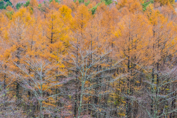 istock Beautiful landscape with maple leaf tree in autumn season 1083627486