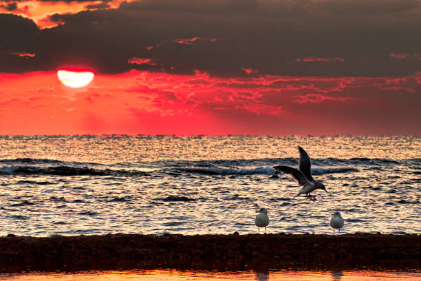 istock Gulls above the reef VD702 1083627496