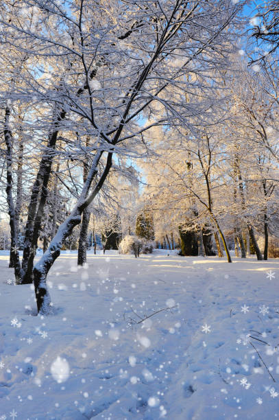 istock Winter forest in a frosty sunny day 1083630044